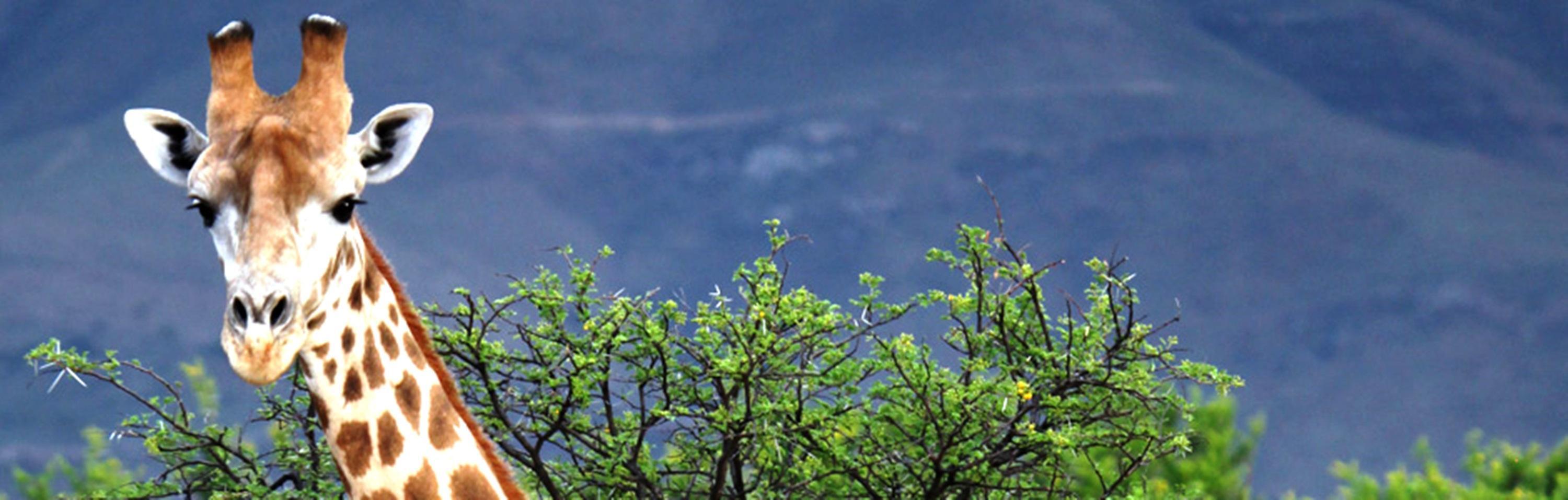 Mount Camdeboo Hotel กราฟฟ์-เรเน็ต ภายนอก รูปภาพ